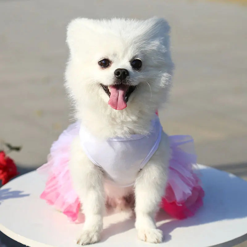 Spring Dog Lace Dress