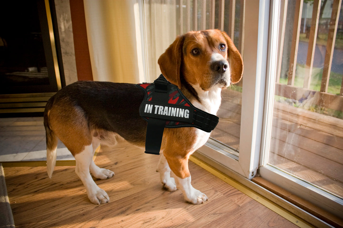 Bulldog Corgi Chihuahua Chest Harness For Service Dogs