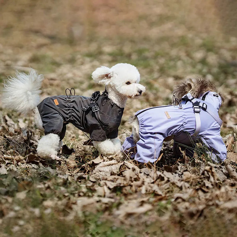 Dog Raincoat With Harness