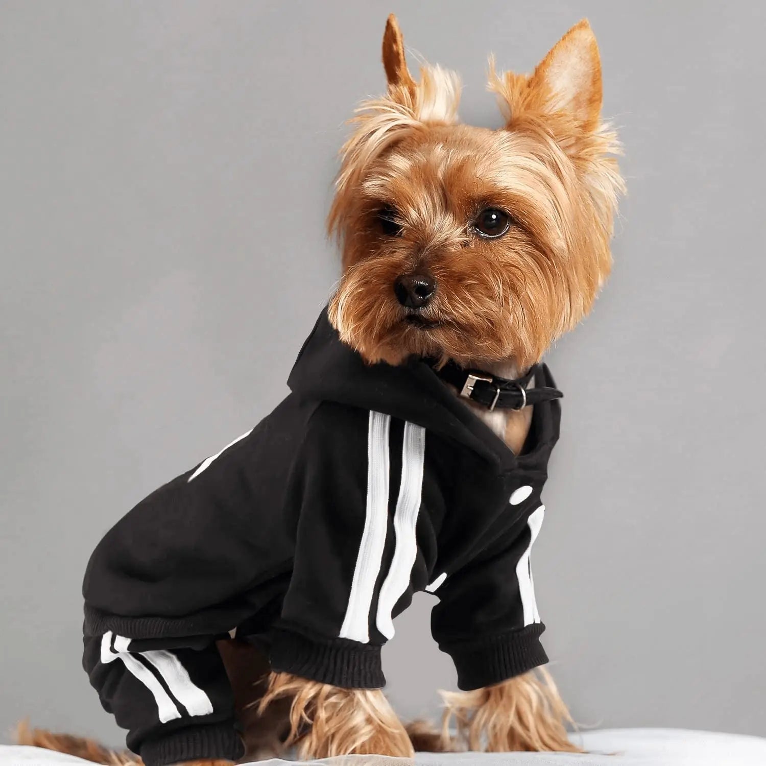 Brand Design Adidog Clothing
