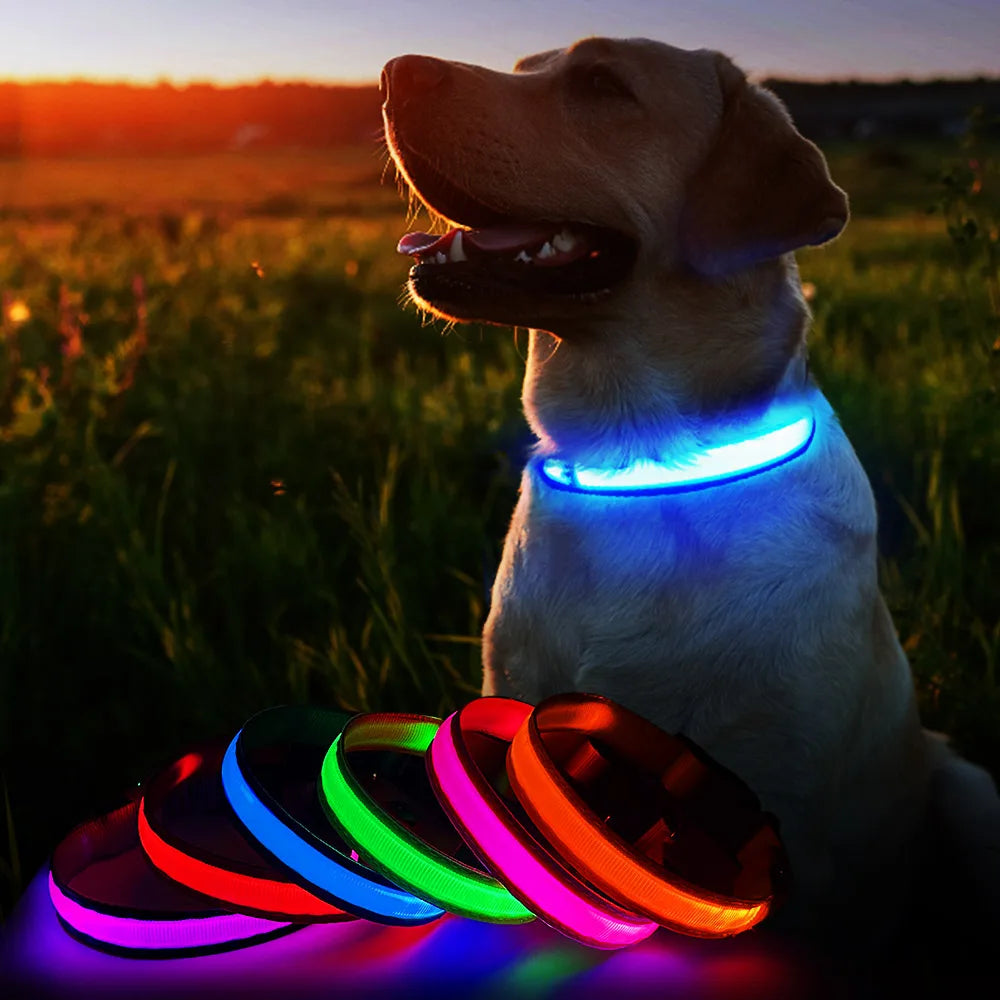 Luminous dog collar