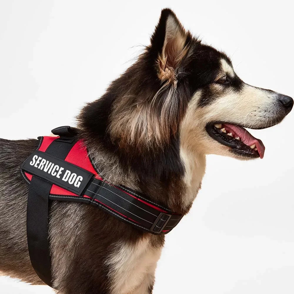 Bulldog Corgi Chihuahua Chest Harness For Service Dogs